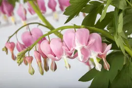 Dicentra spectabilis, rosa (Gebroken hartje) - afbeelding 5