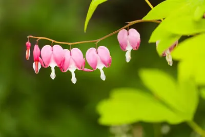 Dicentra spectabilis, rosa (Gebroken hartje) - afbeelding 7