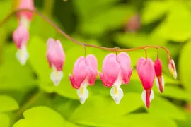 Dicentra spectabilis, rosa (Gebroken hartje) - afbeelding 8