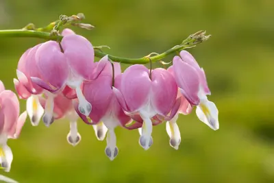 Dicentra spectabilis, rosa (Gebroken hartje) - afbeelding 9