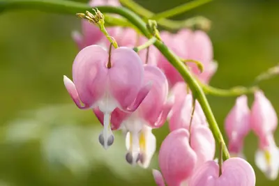 Dicentra spectabilis, rosa (Gebroken hartje) - afbeelding 10