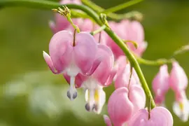 Dicentra spectabilis, rosa (Gebroken hartje) - afbeelding 10