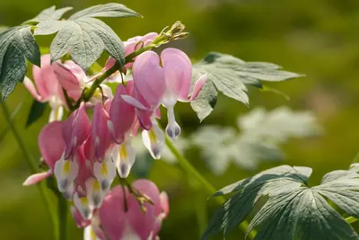 Dicentra spectabilis, rosa (Gebroken hartje) - afbeelding 11