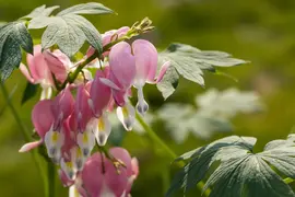Dicentra spectabilis, rosa (Gebroken hartje) - afbeelding 11