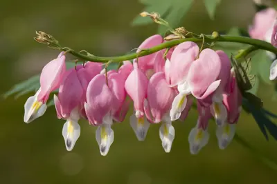 Dicentra spectabilis, rosa (Gebroken hartje) - afbeelding 13
