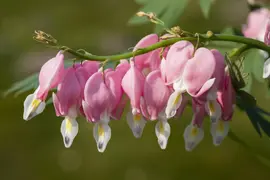Dicentra spectabilis, rosa (Gebroken hartje) - afbeelding 13