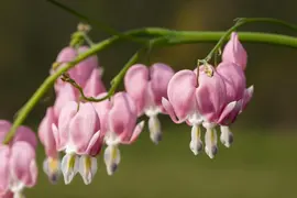Dicentra spectabilis, rosa (Gebroken hartje) - afbeelding 14