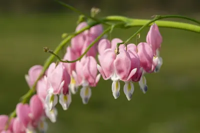 Dicentra spectabilis, rosa (Gebroken hartje) - afbeelding 15