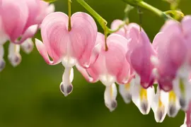 Dicentra spectabilis, rosa (Gebroken hartje) - afbeelding 16