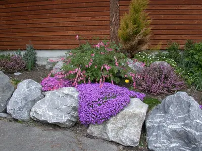 Dicentra spectabilis, rosa (Gebroken hartje) - afbeelding 17