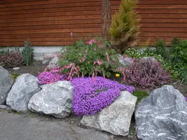 Dicentra spectabilis, rosa (Gebroken hartje) - afbeelding 17