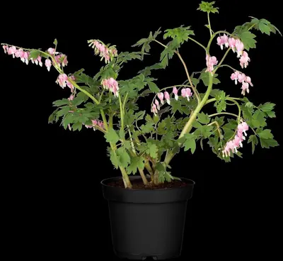 Dicentra spectabilis, rosa (Gebroken hartje) - afbeelding 6