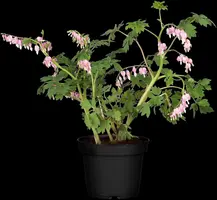 Dicentra spectabilis, rosa (Gebroken hartje) - afbeelding 6