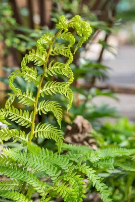 Dicksonia antarctica (Dicksonia) - afbeelding 1