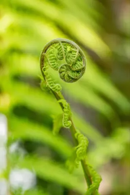 Dicksonia antarctica (Dicksonia) - afbeelding 3