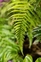 Dicksonia antarctica (Dicksonia) - afbeelding 4