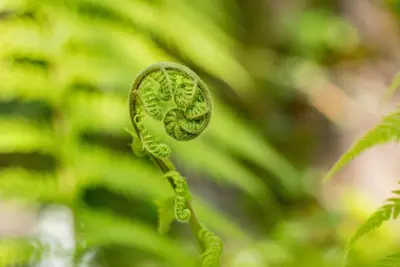 Dicksonia antarctica (Dicksonia) - afbeelding 2