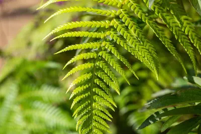 Dicksonia antarctica (Dicksonia) - afbeelding 5