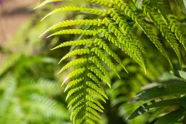 Dicksonia antarctica (Dicksonia) - afbeelding 5
