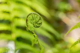 Dicksonia antarctica (Dicksonia) - afbeelding 2