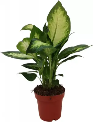 Dieffenbachia camilla (Dief van Bagdad) 30cm - afbeelding 1