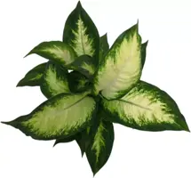 Dieffenbachia camilla (Dief van Bagdad) 30cm - afbeelding 2