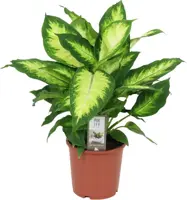 Dieffenbachia camilla (Dief van Bagdad) 55cm - afbeelding 1