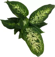 Dieffenbachia compacta (Dief van Bagdad) 30cm - afbeelding 2