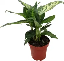 Dieffenbachia compacta (Dief van Bagdad) 30cm - afbeelding 1