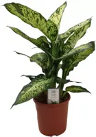 Dieffenbachia compacta (Dief van Bagdad) 55cm - afbeelding 1