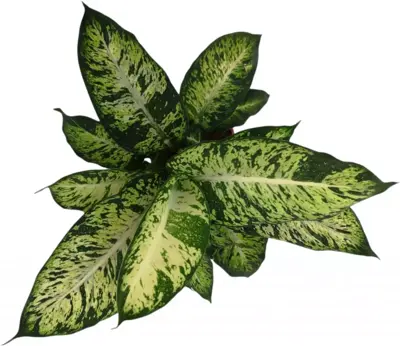 Dieffenbachia compacta (Dief van Bagdad) 55cm - afbeelding 2