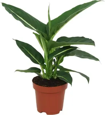 Dieffenbachia 'green magic' (Dief van Bagdad) 40cm - afbeelding 1