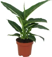 Dieffenbachia 'green magic' (Dief van Bagdad) 40cm kopen?