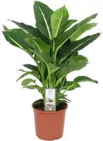 Dieffenbachia 'green magic' (Dief van Bagdad) 60cm - afbeelding 1