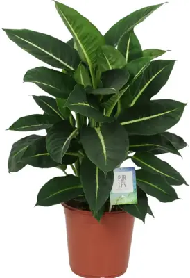 Dieffenbachia 'green magic' (Dief van Bagdad) 80cm - afbeelding 1