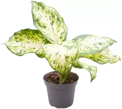 Dieffenbachia maculata amy (Dief van Bagdad) 15cm - afbeelding 1