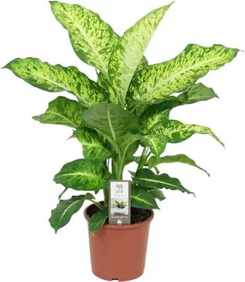 Dieffenbachia mars (Dief van Bagdad) 70cm - afbeelding 1