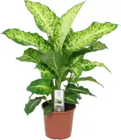 Dieffenbachia mars (Dief van Bagdad) 70cm - afbeelding 1