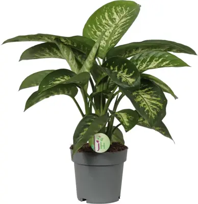 Dieffenbachia reeva (Dief van Bagdad) 60cm - afbeelding 1