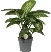 Dieffenbachia reeva (Dief van Bagdad) 60cm - afbeelding 1