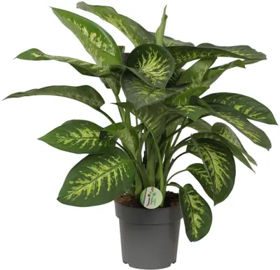 Dieffenbachia 'Reeva' (Dief van Bagdad) 75cm - afbeelding 1