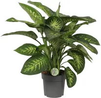 Dieffenbachia 'Reeva' (Dief van Bagdad) 75cm - afbeelding 1