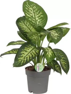 Dieffenbachia reeva (Dief van Bagdad) 85cm - afbeelding 1