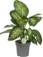 Dieffenbachia reeva (Dief van Bagdad) 85cm - afbeelding 1