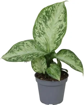 Dieffenbachia seguine 'Tropic Snow' 15cm - afbeelding 1