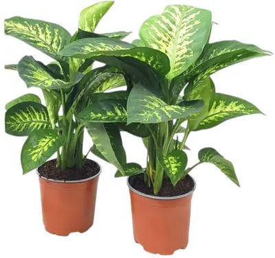 Dieffenbachia seguine 'tropic snow' 60cm - afbeelding 1