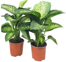 Dieffenbachia seguine 'tropic snow' - afbeelding 1