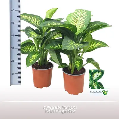 Dieffenbachia seguine 'tropic snow' - afbeelding 2