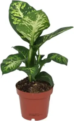 Dieffenbachia 'Sublime' (Dief van Bagdad) 40cm - afbeelding 1