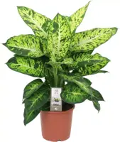 Dieffenbachia 'Sublime' (Dief van Bagdad) 60cm - afbeelding 1